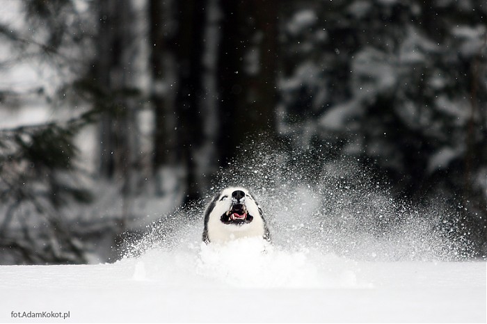 Snow Monster